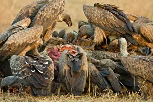 Flesh: Africa. Tanzania. White-backed Vultures