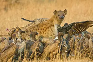 Hyaena: Africa. Tanzania. White-backed Vultures