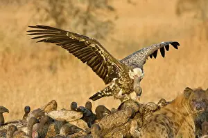 Hyaena: Africa. Tanzania. White-backed Vultures