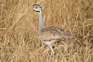 Bustard: Africa. Tanzania. White-bellied Bustard