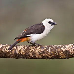 Boehmi: Africa. Tanzania. White-Headed Buffalo-Weaver