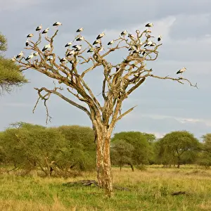 Ciconia: Africa. Tanzania. White Storks perched on