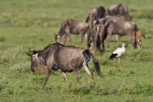 Birth: Africa. Tanzania. Wildebeest birth at Ndutu