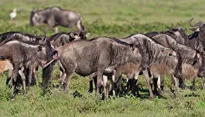 Birth: Africa. Tanzania. Wildebeest birth at Ndutu