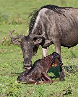 Birth: Africa. Tanzania. Wildebeest birth at Ndutu