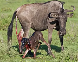 Infant: Africa. Tanzania. Wildebeest birth at Ndutu