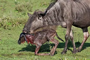 Infant: Africa. Tanzania. Wildebeest birth at Ndutu