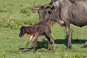 Infant: Africa. Tanzania. Wildebeest birth at Ndutu