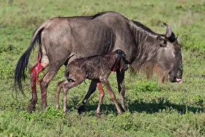 Infant: Africa. Tanzania. Wildebeest birth at Ndutu
