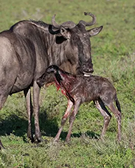 Infant: Africa. Tanzania. Wildebeest birth at Ndutu