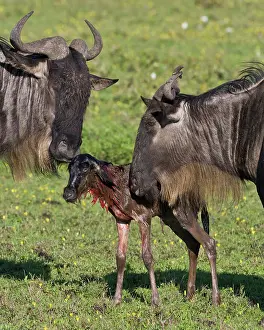 Infant: Africa. Tanzania. Wildebeest birth at Ndutu