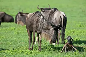 Infant: Africa. Tanzania. Wildebeest birth at Ngorongoro
