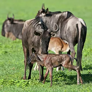 Infant: Africa. Tanzania. Wildebeest birth at Ngorongoro