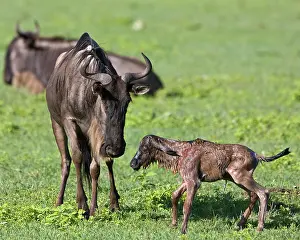 Infant: Africa. Tanzania. Wildebeest birth at Ngorongoro