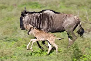 Ndutu: Africa. Tanzania. Wildebeest mother and