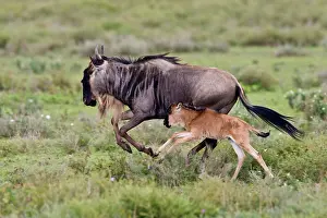 Ndutu: Africa. Tanzania. Wildebeest mother and