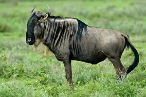 Ndutu: Africa. Tanzania. Wildebeest at Ndutu in