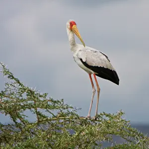 Mycteria: Africa. Tanzania. Yellow-billed Stork in