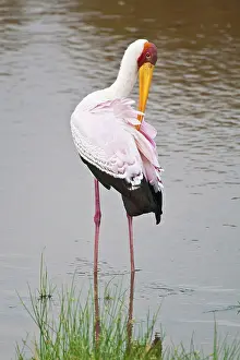 Feathery: Africa. Tanzania. Yellow-Billed Stork in