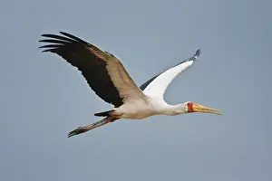 Mycteria: Africa. Tanzania. Yellow-billed Stork flying