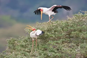 Mycteria: Africa. Tanzania. Yellow-billed Storks in