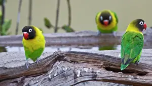 Lovebird: Africa. Tanzania. Yellow-collared Lovebirds