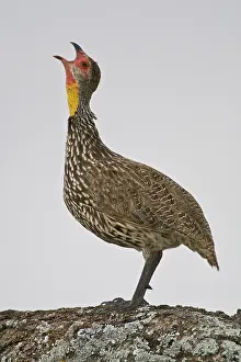 Tarangire: Africa. Tanzania. Yellow-necked Spurfowl