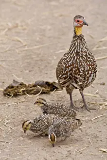 Tarangire: Africa. Tanzania. Yellow-necked Spurfowl