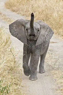 Tarangire: Africa. Tanzania. Young Elephant at Tarangire