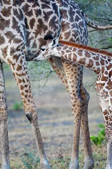 Goff: Africa, Tanzania. A young giraffe suckles