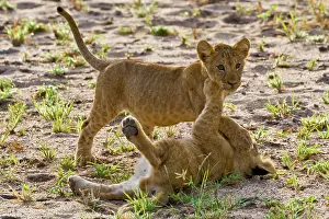 Lincoln: Africa. Tanzania. Young lion cubs at play