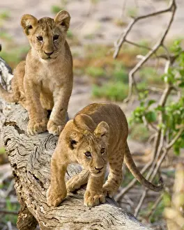 Lincoln: Africa. Tanzania. Young lion cubs at play