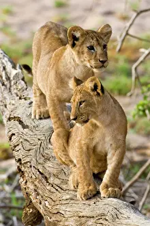 Lincoln: Africa. Tanzania. Young lion cubs at play