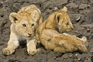 Lincoln: Africa. Tanzania. Very young Lion cubs try