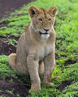 Lincoln: Africa. Tanzania. Young Lion in Ngorongoro