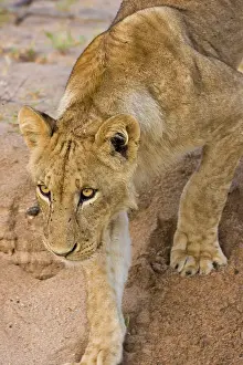 Lincoln: Africa. Tanzania. Young lion at rest in
