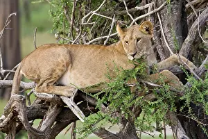 Lincoln: Africa. Tanzania. Young lion at rest in