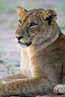 Tarangire: Africa. Tanzania. Young lion at rest in
