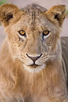 Tarangire: Africa. Tanzania. Young lion at rest in