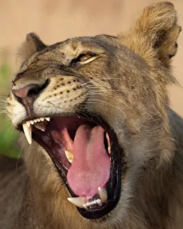 Yawns: Africa. Tanzania. Young lion yawns in Tarangire