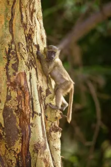 Manyara: Africa. Tanzania. Young Olive Baboon at