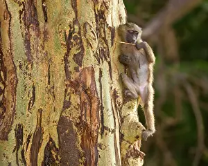 Manyara: Africa. Tanzania. Young Olive Baboon at