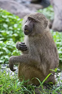 Manyara: Africa. Tanzania. Young Olive Baboon at