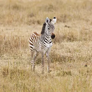 Ngorongoro: Africa. Tanzania. Young Zebra colt at Ngorongoro