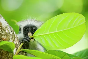 Zanzibar: Africa, Tanzania, Zanzibar, Jozani Forest