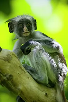 Zanzibar: Africa, Tanzania, Zanzibar, Jozani Forest