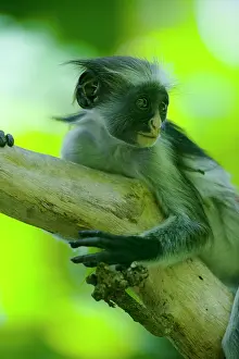 Zanzibar: Africa, Tanzania, Zanzibar, Jozani Forest