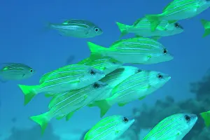 Zanzibar: Africa, Tanzania, Zanzibar, Matemwe Bay