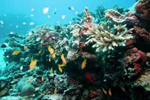 Corral: Africa, Tanzania, Zanzibar, Matemwe Bay