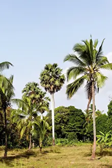 Zanzibar: Africa, Tanzania, Zanzibar, Pemba Island